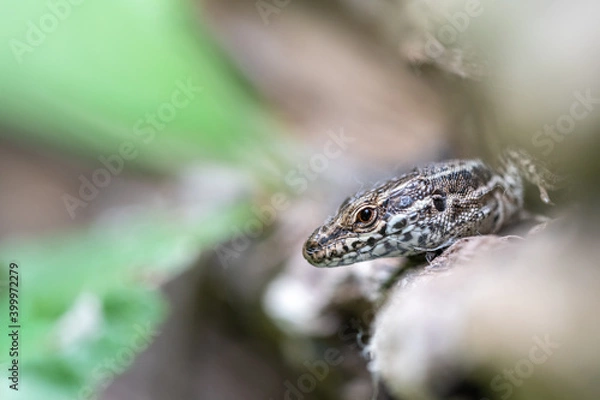 Obraz wall lizard on deadwood 