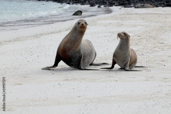 Obraz Galapagos-Seelöwe