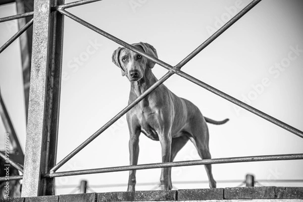 Fototapeta Ocala Weimaraner