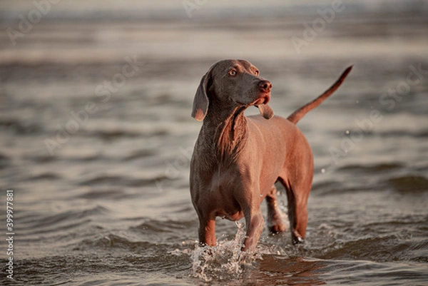 Fototapeta Ocala Weimaraner