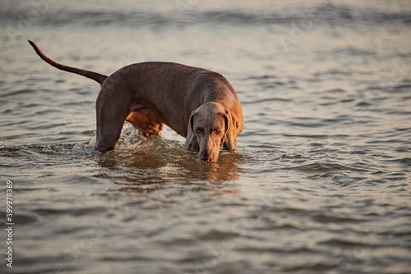 Obraz Ocala Weimaraner