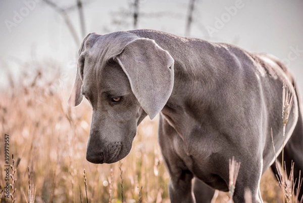 Obraz Ocala Weimaraner