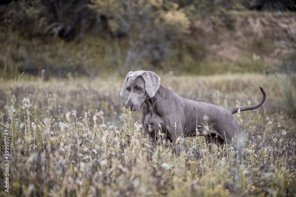 Obraz Ocala Weimaraner