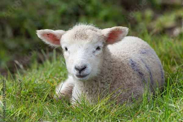Fototapeta British lamb lying in lush green grass looking contentedly out towards the camera.