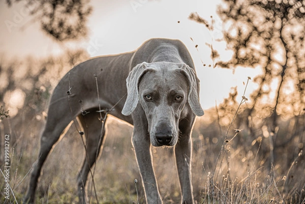 Obraz Ocala Weimaraner
