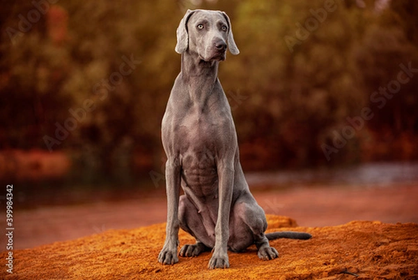 Obraz Ocala Weimaraner