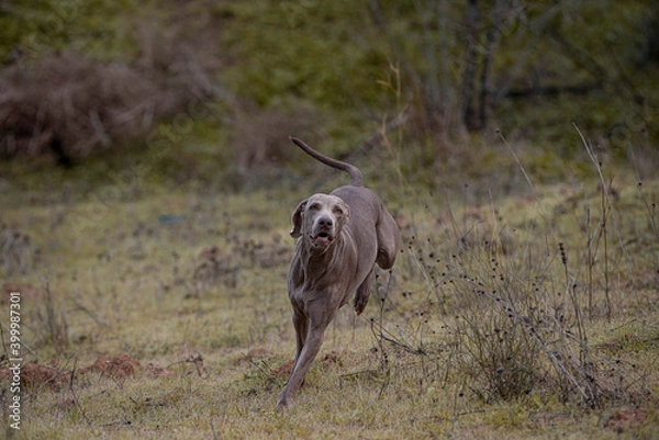 Fototapeta Ocala Weimaraner
