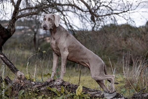 Obraz Ocala Weimaraner