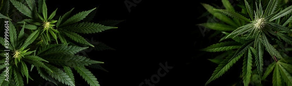 Fototapeta marijuana plants on black background with space for text in banner format