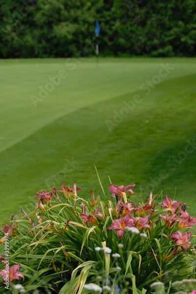 Obraz Putting green and flowers