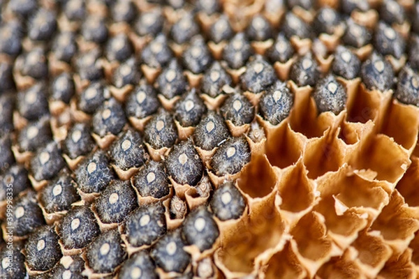 Obraz Sunflower seed in detail