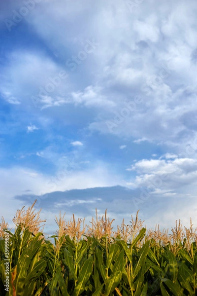 Fototapeta Sky and clouds above corn field