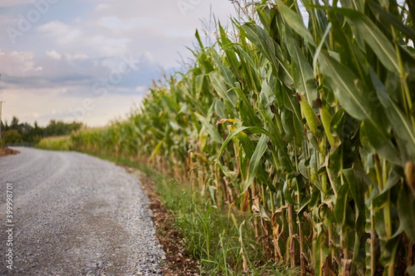 Obraz Corn field with sky