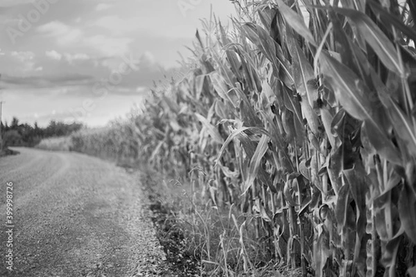 Obraz Mystic corn field