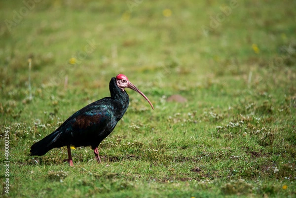Fototapeta Bald Ibis