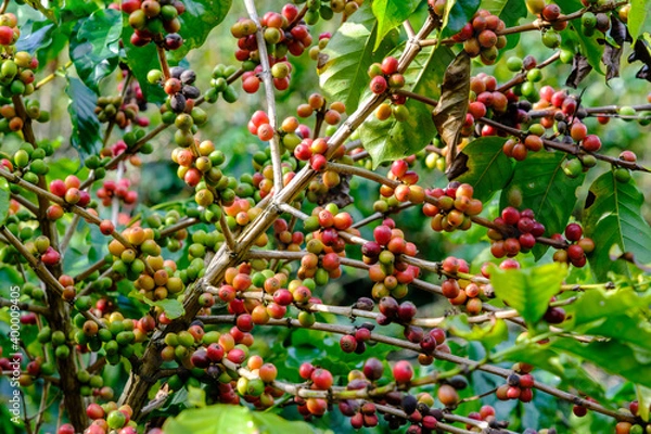 Fototapeta Raw red coffee cherries on coffea tree branch in coffee plantation on highland mountains at chiang rai Thailand.