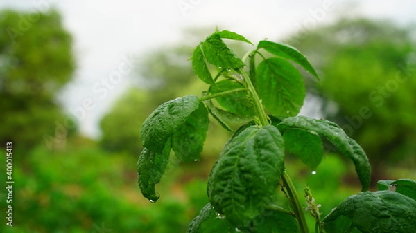 Obraz Cluster bean or green leaves of Guar with the botanical name Cyamopsis tetragonoloba.