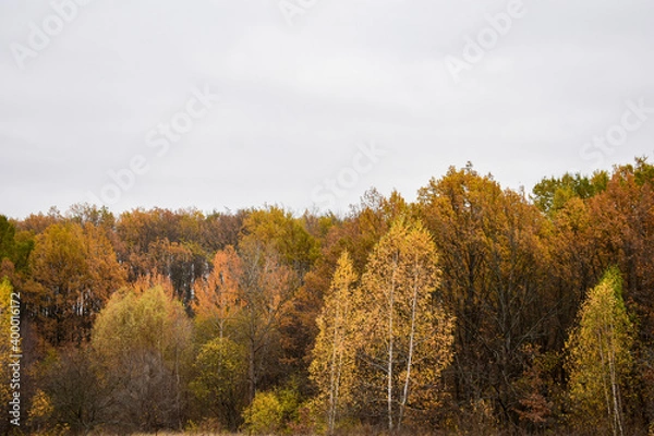 Fototapeta View of the autumn forest in the mountains