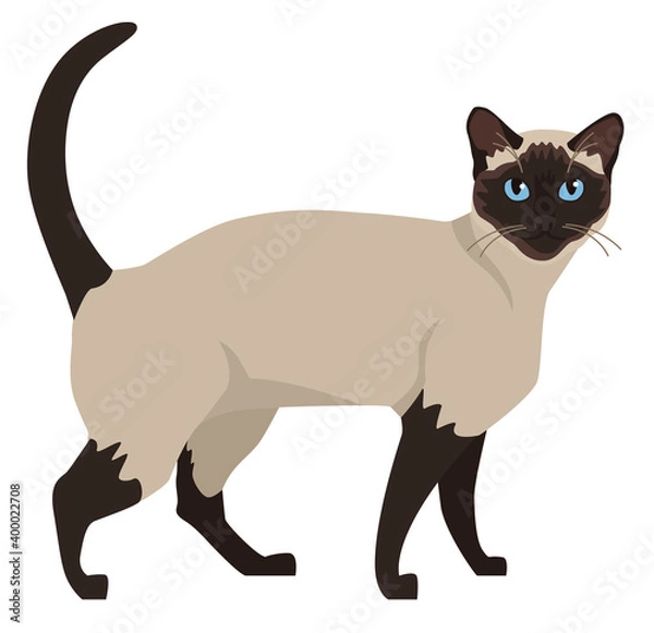 Obraz Siamese cat with blue eyes Flat vector illustration Isolated object