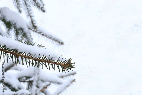 Fototapeta Green pine branch covered with snow, the first snow lies on the green branch
