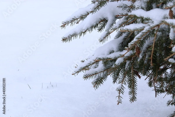 Fototapeta Snow lies on a green branches of a coniferous tree, Christmas mood