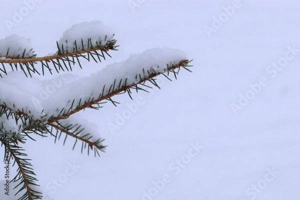 Fototapeta Green pine branch covered with snow, the first snow lies on the green branch