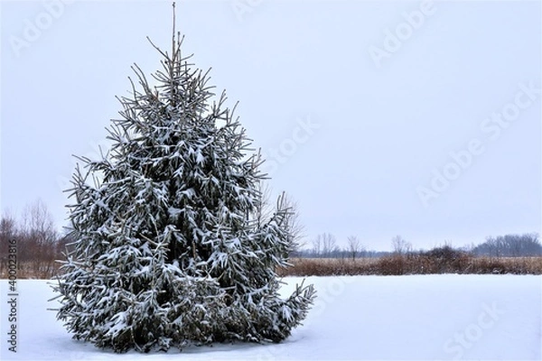 Fototapeta Winter landscape. Spruce covered with snow.

A beautiful lonely spruce, covered with snow, around it on the ground there is pure white snow. Good New Year spirit.