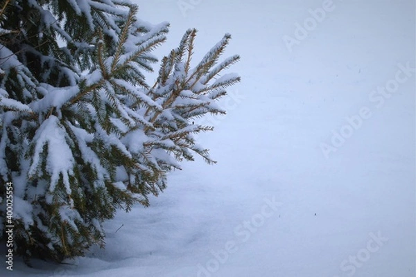 Fototapeta Snow lies on a green branches of a coniferous tree, Christmas mood
