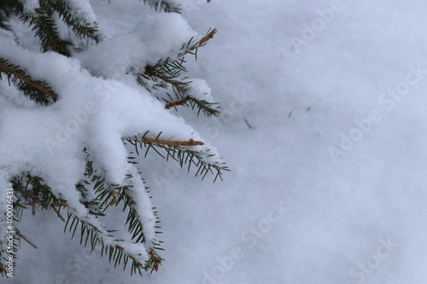 Fototapeta Green pine branch covered with snow, the first snow lies on the green branch