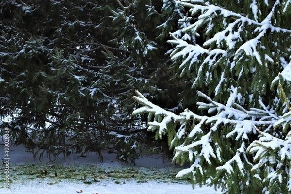 Fototapeta Snow lies on a green branches of a coniferous tree, Christmas mood