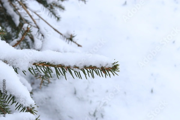 Fototapeta Green pine branch covered with snow, the first snow lies on the green branch