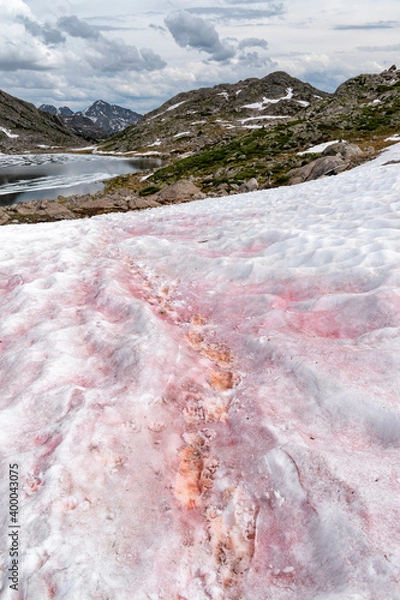 Fototapeta watermelon snow