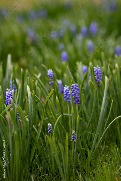 Obraz Blue Bells