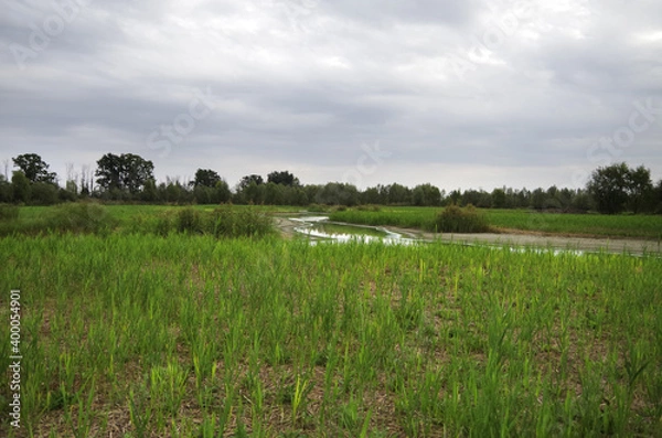 Obraz La riserva delle zanzare.