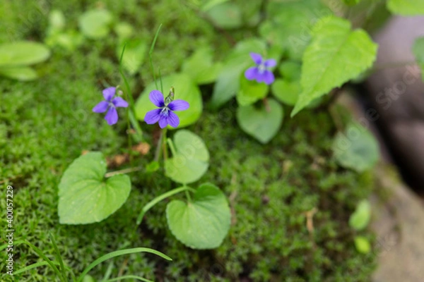 Obraz Purple Widlflower