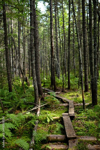 Fototapeta A path through the green woods