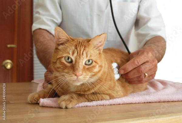 Obraz Cat at the vet