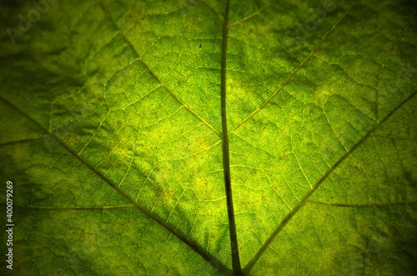 Fototapeta Adern eines Weintraubenblattes