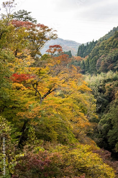Obraz 吾妻峡の紅葉　群馬県