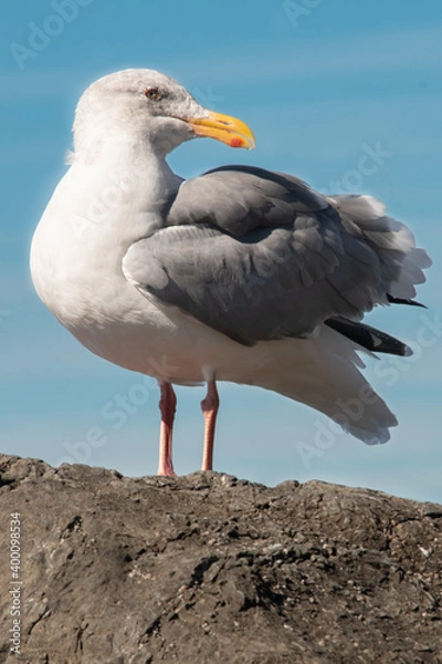 Obraz Western Gull
