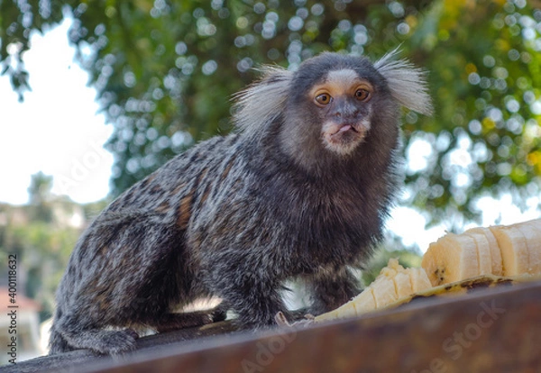 Obraz Rio de Janeiro