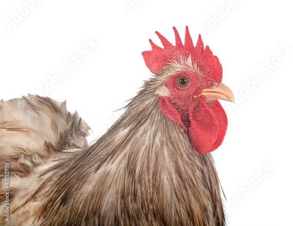 Obraz pekin chicken in studio