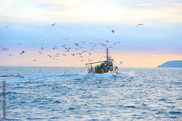 Obraz Fishing boat surrounded by black-headed gulls in coming back to the port at the sunset