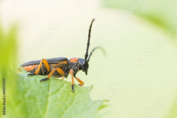 Fototapeta Macro image of an insect in Germany
