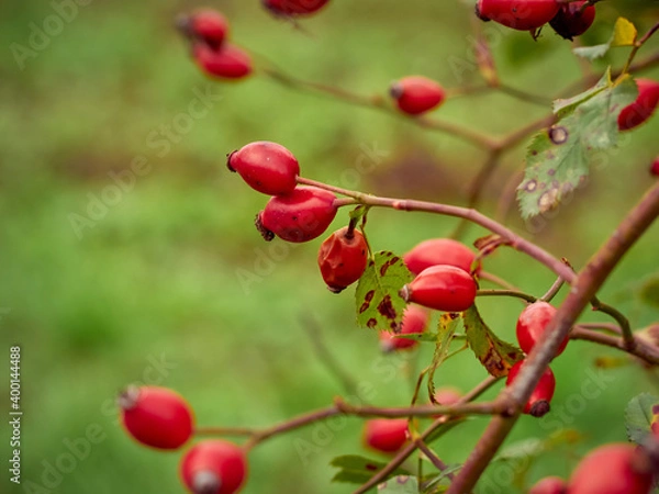 Obraz Rose hip on bush close-up.