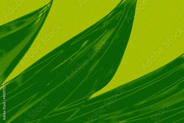 Fototapeta green leaf background