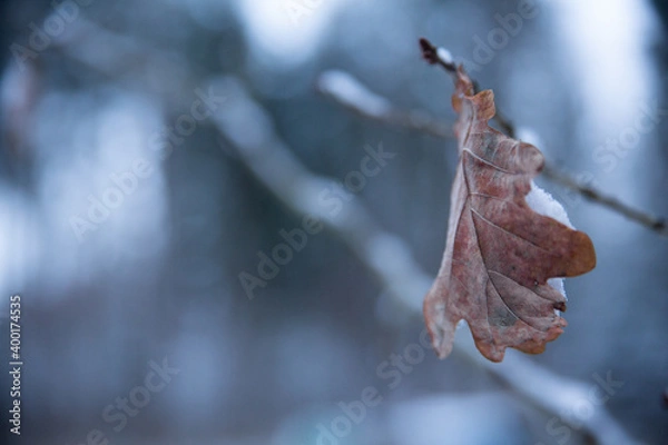 Obraz das letzte blatt