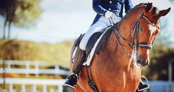 Fototapeta A beautiful bay horse with a rider in the saddle walks in a paddock with a white fence on a sunny summer day. Equestrian sports. Horse riding.