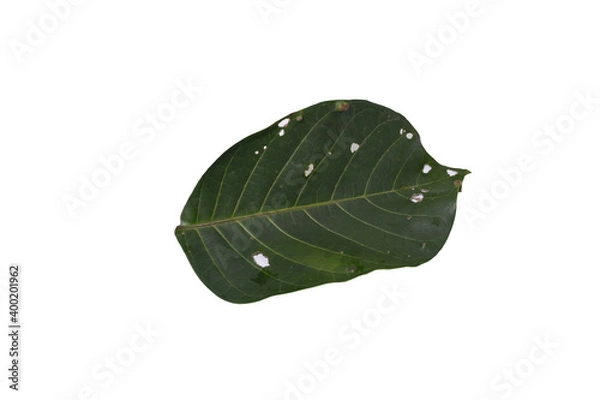 Obraz  leaf isolated on white