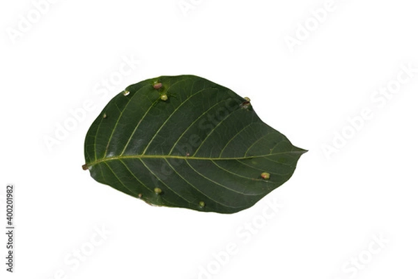 Obraz  leaf isolated on white